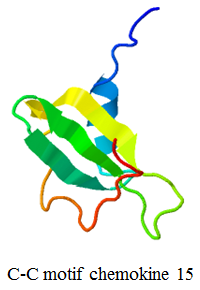 C-C motif chemokine 15